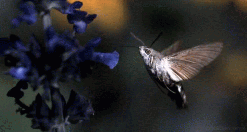 Buenos Dias Colibri 498 X 266 Gif GIF