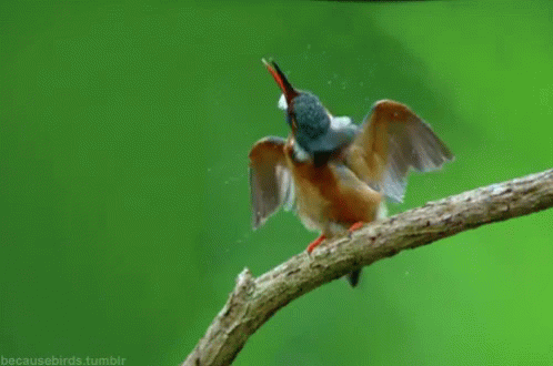 Buenos Dias Colibri 498 X 330 Gif GIF