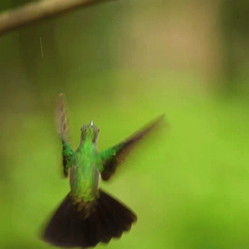 Buenos Dias Colibri 498 X 498 Gif GIF