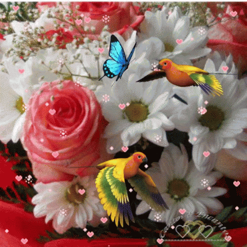 Buenos Dias Colibri 498 X 498 Gif GIF