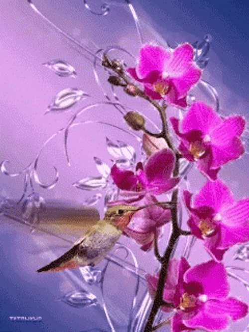 Buenos Dias Colibri GIF