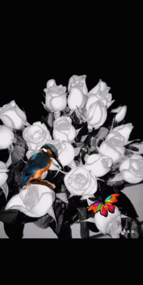 Buenos Dias Colibri GIF