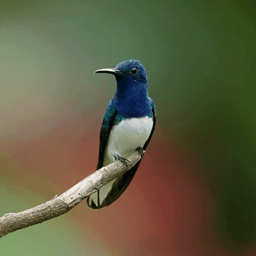 Buenos Dias Colibri GIF