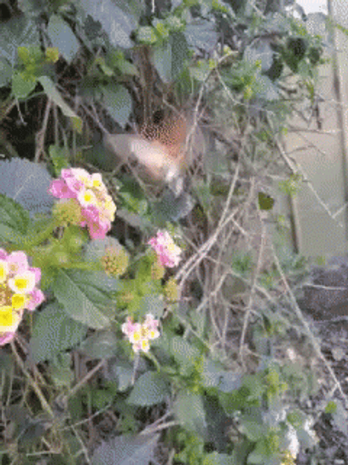 Buenos Dias Colibri GIF