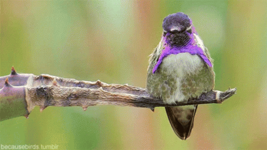 Buenos Dias Colibri GIF