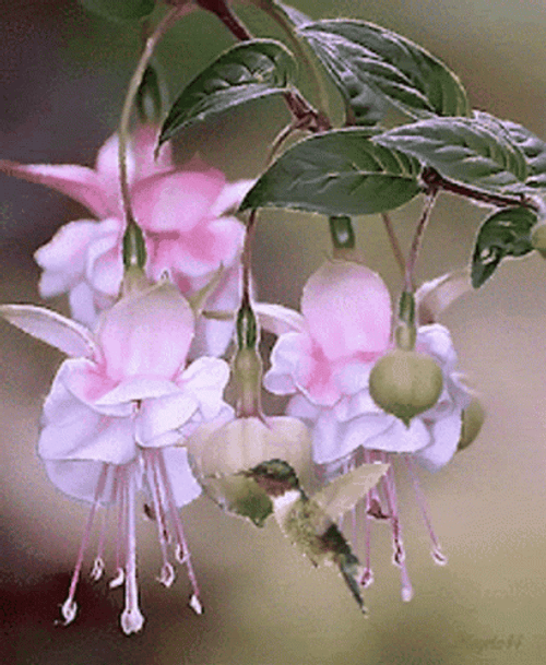 Buenos Dias Colibri GIF