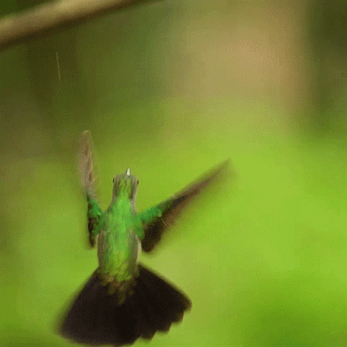 Buenos Dias Colibri GIF