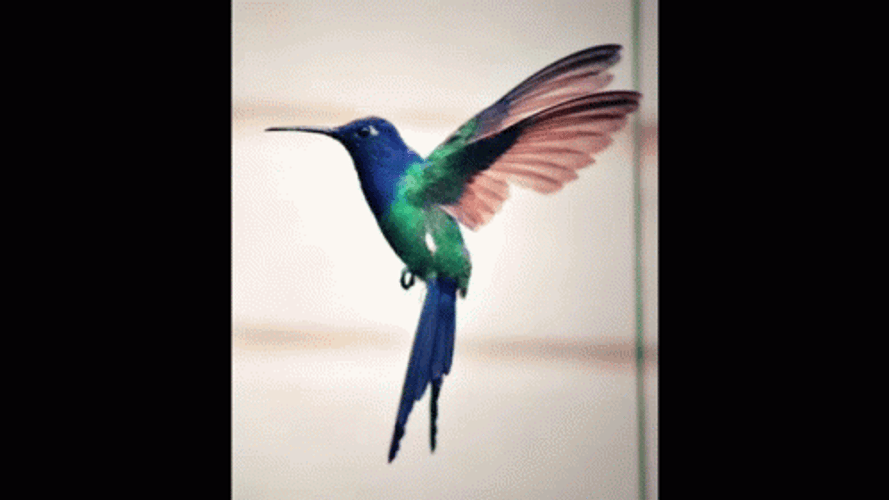 Buenos Dias Colibri GIF