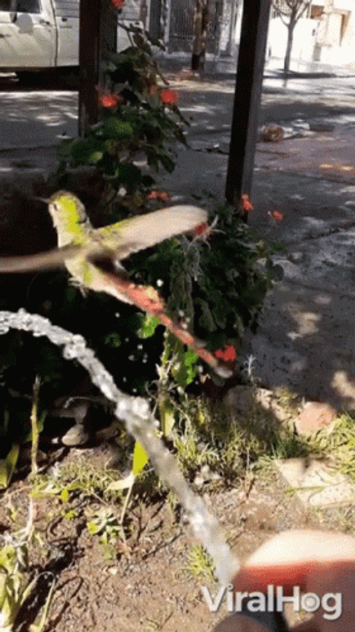 Buenos Dias Colibri GIF