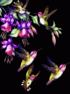 Buenos Dias Colibri Undefined X Undefined Gif GIF