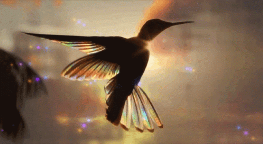 Buenos Dias Colibri GIF
