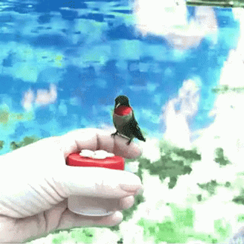Buenos Dias Colibri GIF