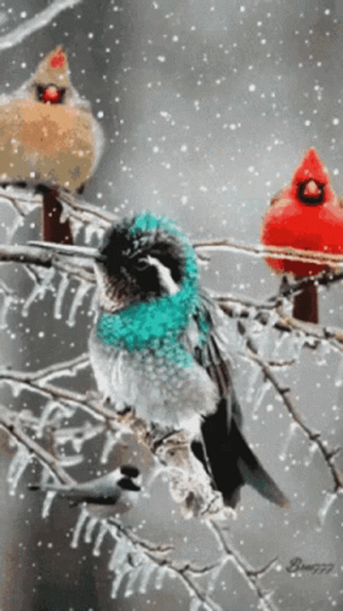 Buenos Dias Colibri GIF