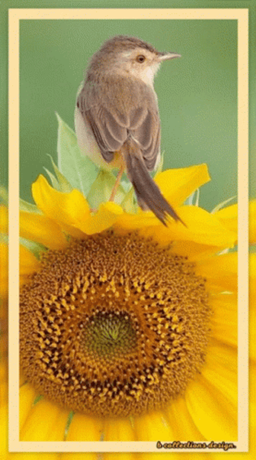 Buenos Dias Colibri GIF