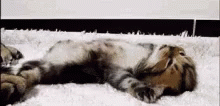Buenos Dias Con Gatitos 220 X 106 Gif GIF