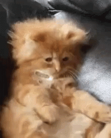 Buenos Dias Con Gatitos 220 X 274 Gif GIF