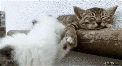 Buenos Dias Con Gatitos 394 X 214 Gif GIF