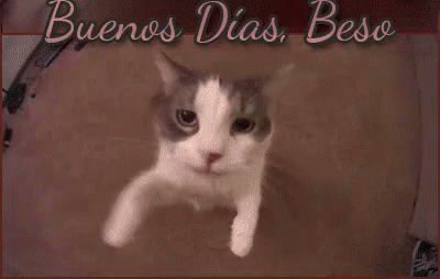 Buenos Dias Con Gatitos 400 X 254 Gif GIF