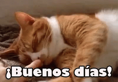 Buenos Dias Con Gatitos 400 X 276 Gif GIF