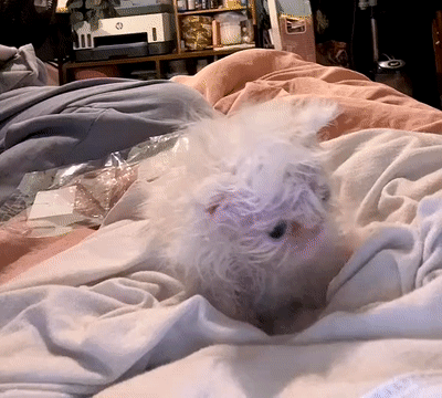 Buenos Dias Con Gatitos 400 X 360 Gif GIF