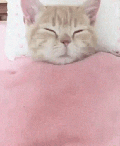 Buenos Dias Con Gatitos 410 X 498 Gif GIF