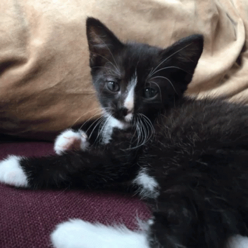 Buenos Dias Con Gatitos 498 X 498 Gif GIF