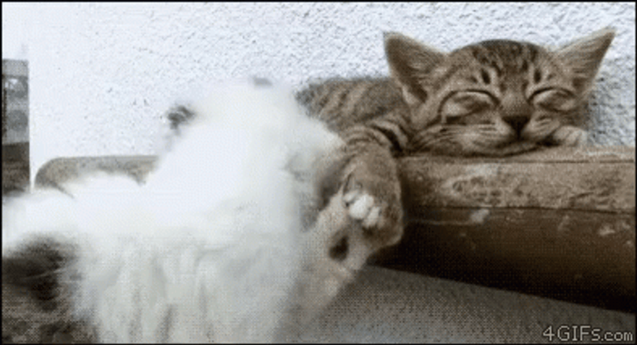 Buenos Dias Con Gatitos GIF