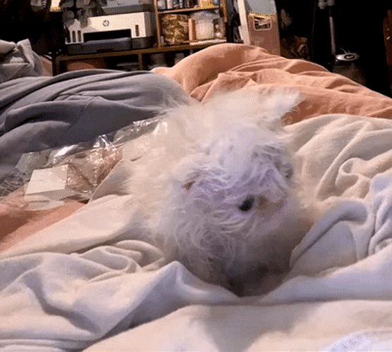Buenos Dias Con Gatitos GIF