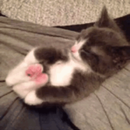 Buenos Dias Con Gatitos GIF