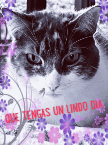 Buenos Dias Con Gatitos Undefined X Undefined Gif GIF