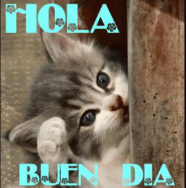 Buenos Dias Con Gatitos Undefined X Undefined Gif GIF