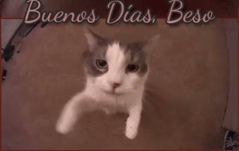 Buenos Dias Con Gatitos GIF