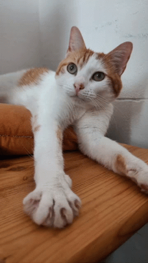 Buenos Dias Con Gatitos GIF