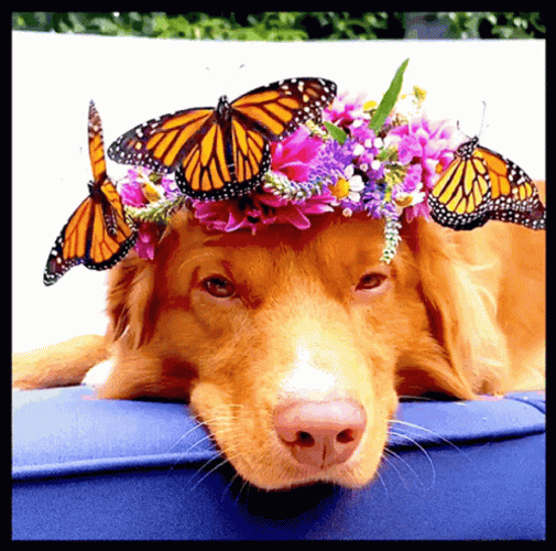 Buenos Dias Con Mariposas GIF