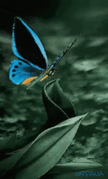 Buenos Dias Con Mariposas 220 X 366 Gif GIF