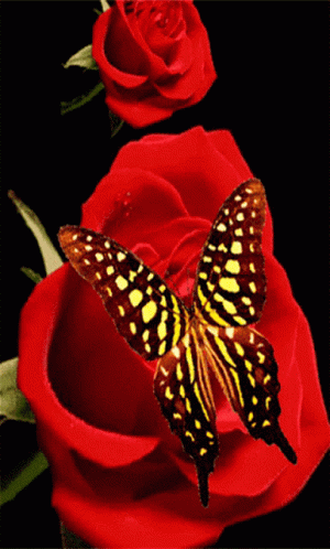Buenos Dias Con Mariposas 300 X 498 Gif GIF