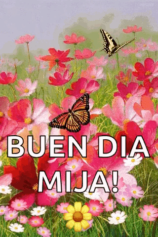 Buenos Dias Con Mariposas 320 X 480 Gif GIF