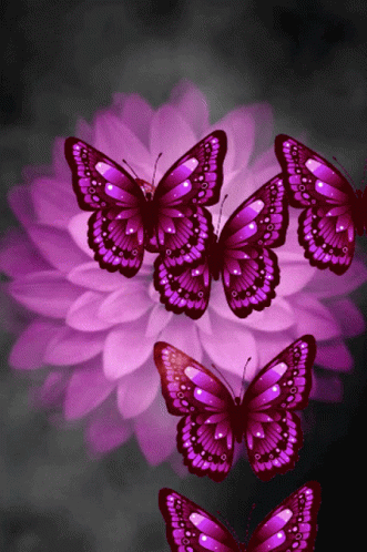 Buenos Dias Con Mariposas 331 X 498 Gif GIF