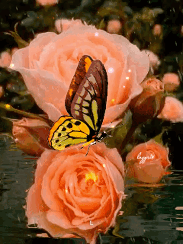 Buenos Dias Con Mariposas 374 X 498 Gif GIF