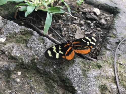 Buenos Dias Con Mariposas 498 X 373 Gif GIF