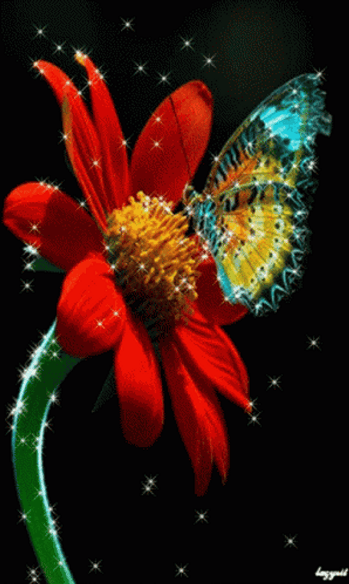 Buenos Dias Con Mariposas GIF