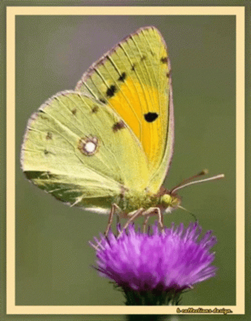 Buenos Dias Con Mariposas GIF