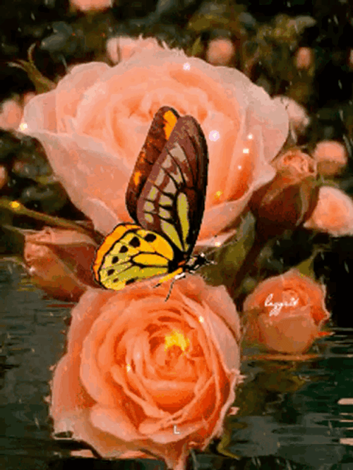 Buenos Dias Con Mariposas GIF