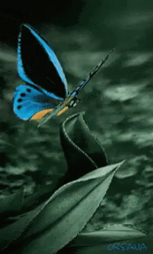 Buenos Dias Con Mariposas GIF