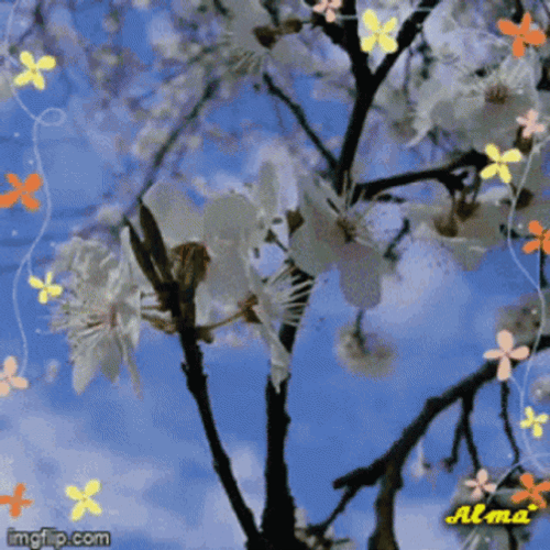 Buenos Dias Con Mariposas GIF
