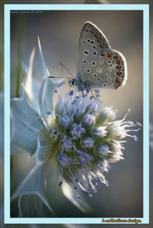 Buenos Dias Con Mariposas GIF