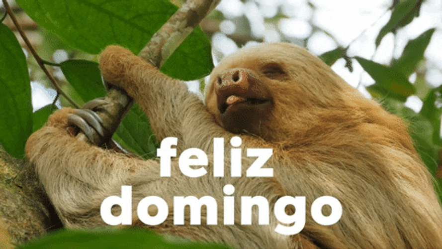 Buenos Dias Domingo GIF