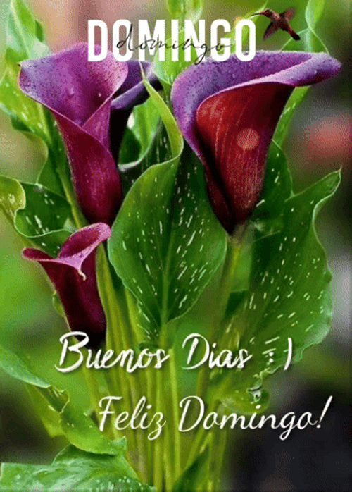 Buenos Dias Domingo GIF