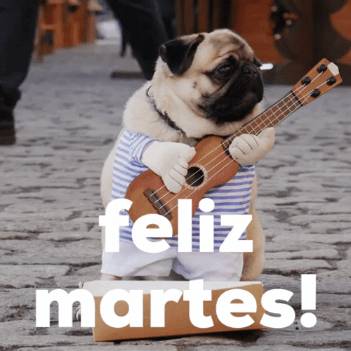 Buenos Dias Feliz Martes Cute Mariachi Pug Dog GIF