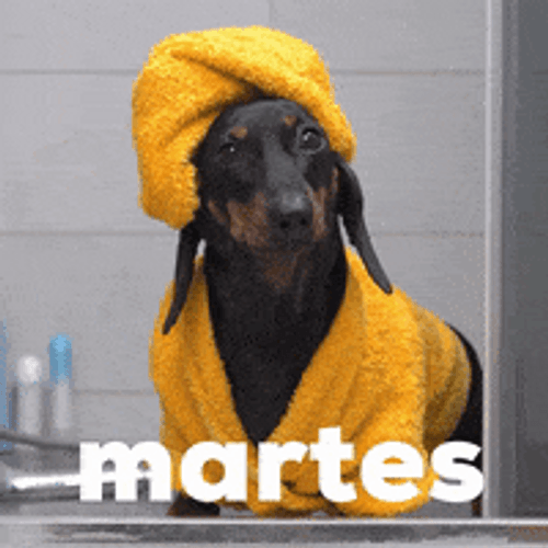 Buenos Dias Feliz Martes Dog Pamper Day GIF